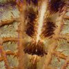 Echinoderms » Urchins